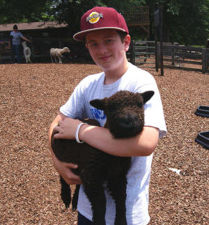 Baby Doll Sheep at Tanglewood Farm