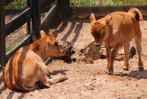 Calves at Tanglewood Farm